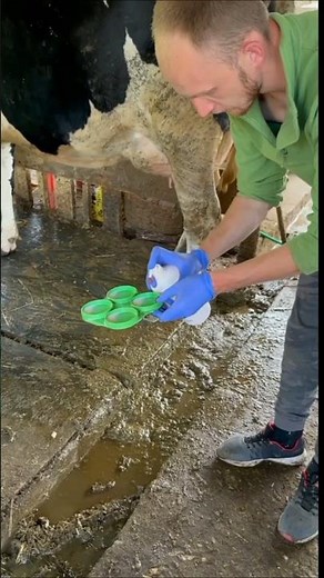 Mastitis Test: Quick & Easy Guide for Breastfeeding Moms! #shorts #cow