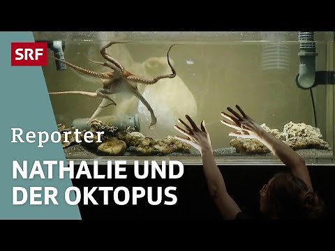 Dance of the Octopuses – An Octopus on the Theater Stage | Report | SRF