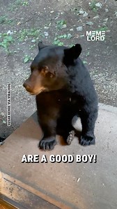 6.5K views · 25 reactions | This bear is ever so well behaved!  | Meme Lord | Facebook