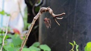spider stains swing by the wind Shoot video in slow motion. Spider stains cling to branches and their webs.