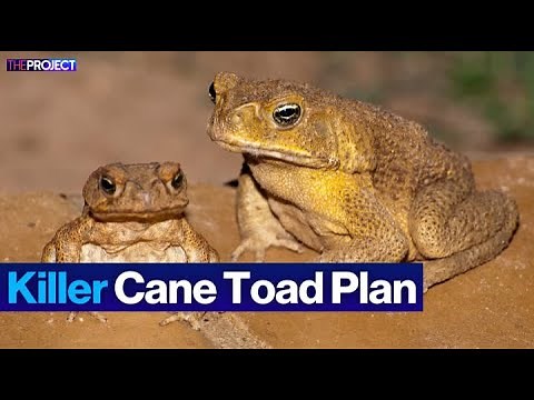 Why Australia Is Trying To Stop Cane Toads