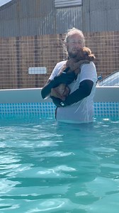 53K views · 1.1K reactions | Toy poodle London practicing his swimming to build his confidence with Terrys help  | Canine Dip and Dive Maldon | Facebook