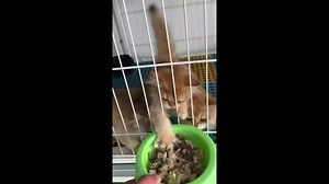 China: Hungry Kittens Claw for Food in Shenyang