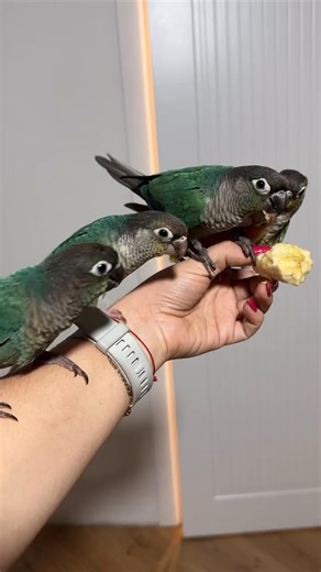 This Christmas, we’re hoping to give more parrots the gift they deserve - a safe, loving, forever home. Many of our birds came from heartbreaking situations, but with proper care, patience, and compassion, they are learning to trust again. If you’ve ever considered adopting, fostering, or supporting a parrot in need, this season is the perfect time to open your heart and your home. Tre Your kindness could be the Christmas miracle a rescued parrot is waiting for. If you can’t adopt, sharing our p