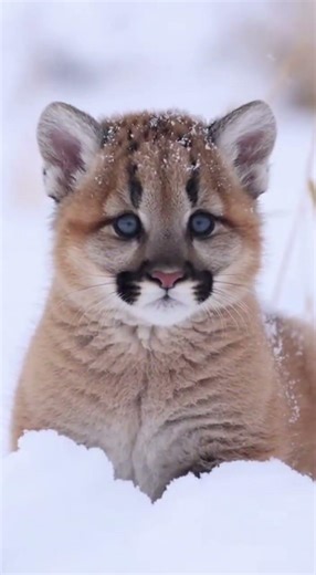 A family adopted a baby puma Watch this wild cutie grow #shorts #wildlife #pets