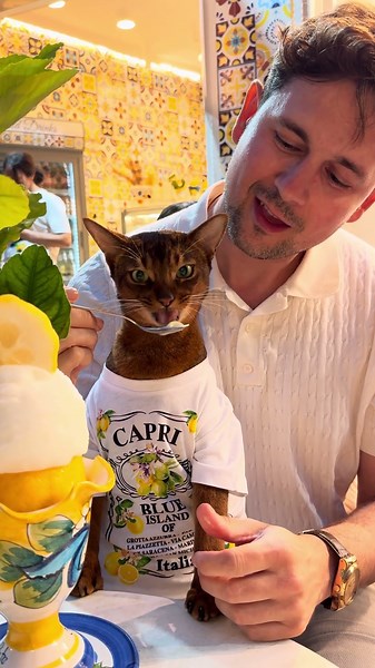 A Famous Cat on Amalfi Coast in Italy 🇮🇹