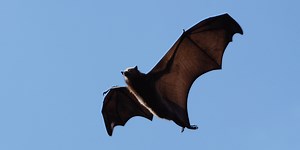 20 Best Songs About Bats - TheAwesomeMix