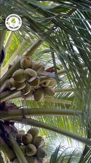 High yielding coconut tree | DxT | COD * WCT