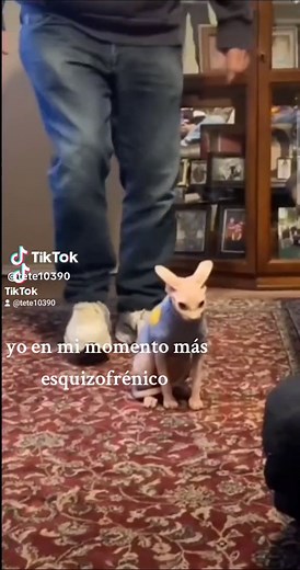 Todos Están Contra Ti: Bart Pelón Memes y Más