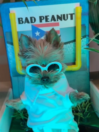 Peanut the Yorkie as Bad Bunny at Super Bowl Halftime