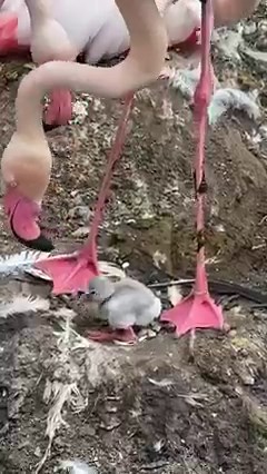 6.3M views · 189K reactions | First flamingo chick of the year! Just hatched this morning! 囹 | Cincinnati Zoo & Botanical Garden | Facebook