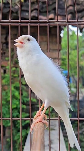 snow-white bird | sounds of nature #animals #birds #nature