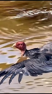 The bird attacked the electrocuted fish and its condition became serious. | wildlife park