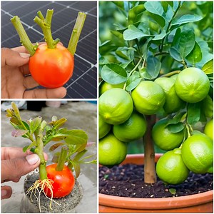 Planting hack for beginner || How to grow lemon plants at home from stems || Watch it till end | Rana Craft