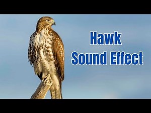 Hawk Sound Effect | Relaxing & Powerful Bird Call | Nature Sounds for Meditation & Wildlife Lovers