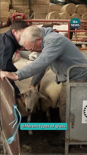 Climate scientists using sheep fart chambers to measure methane #itvnews #news