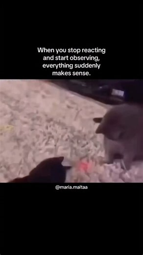 Maria Malta on Instagram: "When you stop reacting from old wounds, fear, or urgency and start observing with presence, patterns reveal themselves. People reveal themselves. You reveal yourself. What once felt confusing starts to look obvious. What once hurt starts to teach. And what once controlled you loses its power. Awareness doesn’t scream. It whispers. And when you finally listen, nothing feels random anymore. Sometimes healing isn’t about doing more. It’s about pausing long enough to see t