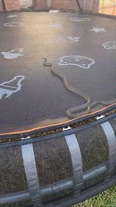 Snake On Kids Trampoline! Have a go at where we found this stunning Common Tree Snake who went for a climb on the kids trampoline and couldnt find a way off. We also headed out to a job where a Keelback had wedged itself between the flyscreen and a window. Lots of snakes on the move at the moment, give us a call if you need one relocated. 0409536000 | Sunshine Coast Snake Catchers 24/7