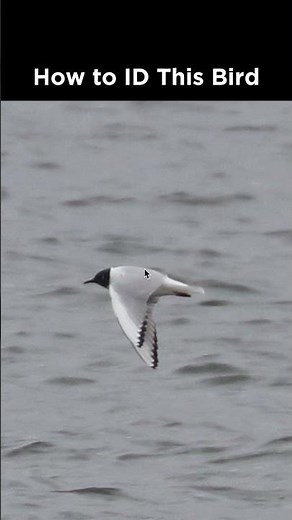 Can you identify this gull?