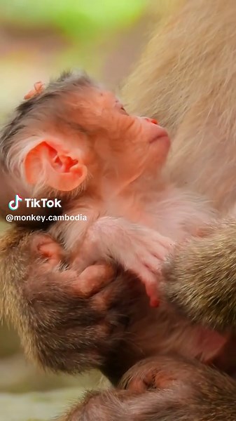 Cute newborn Rina💟🐒🍼❤️#animals #reels #monkey #wildlife