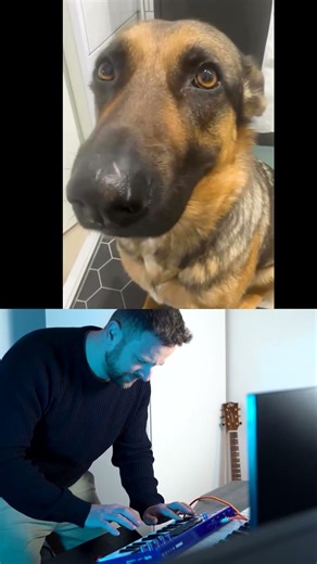 Funny Dog singing song #dog #funny #dance