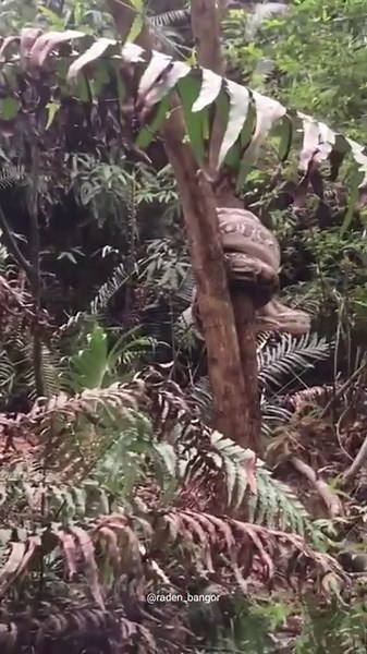 Two giant pythons are waiting for prey. #borneo #shorts #python #bigsnake #snake