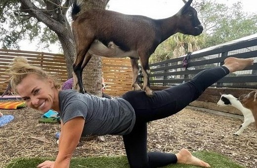 Goat Yoga | DKfarms