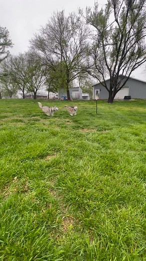 Tyler and Marie | Journey Home GSD Rescue