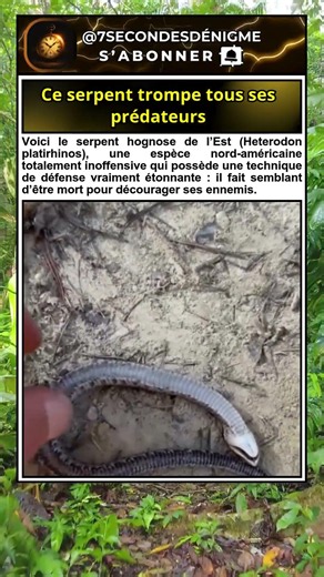 Quand le danger approche, il fait l’impensable 😳 #curiosite