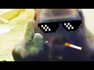 ANIMALS WITH AN ATTITUDE | Animal Thug Life Compilation #1