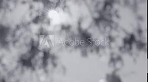 Beautiful floral abstract black and white 4k video background of defocused sun light shadows of blurry branches of trees. Abstract graphic backdrop
