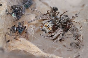 Watch Baby Spiders Eat Their Mothers Alive