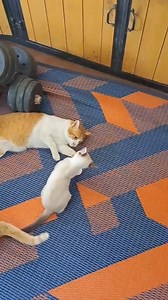 The little playgirl kitten, Sassy, SO excited to play 🐈 #kittenplay #kittens #cats #of #kitten #kittensofinstagram #cat #catsofinstagram #kittenlove #instagram #world #catlife #catstagram #catlovers #kittenlovers #catlover #kittenlife #petplay #kitty #ddlg #kittenplaycommunity #kittycat #bdsm #littlespace #cute #meow #catoftheday #bdsmcommunity #kittenoftheday #mdlb | The CAT Diaries