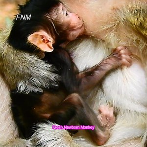 Ever ever cute newborn monkey try breastfeed milk, Mom Brinn feed newborn so well, Fresh Newborn Monkey 5035 | Fresh Newborn Monkey
