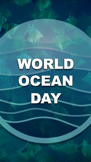 Mission Blue on Instagram: ""The ocean is the blue heart of the planet, the cornerstone of Earth’s life support system. Everyone, everywhere is connected to the ocean." @dr.sylviaearle This World Ocean Day, join us in appreciating and preserving the ocean by supporting our global network of Hope Spots through the link in our bio 🌊 🌎 🎥 edited by @seanmolloymedia , media provided in part by SeaLegacy #HopeSpots #WorldOceanDay #WorldOceanDay2025"