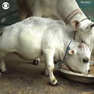 Rani the miniature cow is believed to be the shortest cow in the world – and people are flocking to see her 🐮 | CBS News