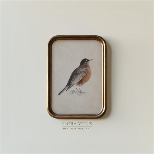 Robin Print: Vintage Bird Study, Heritage Library Wall Art (digital Download) - Etsy
