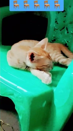 sleeping on the chair🥱🥱🥱🥱🥱🥱🥱🥱🥱🥱🥱