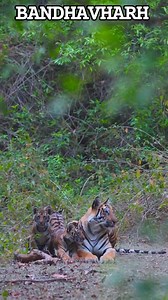 342K views · 11K reactions | #tiger #videos #love Vidoe  Ravi Pathak | Ravi Pathak | Facebook