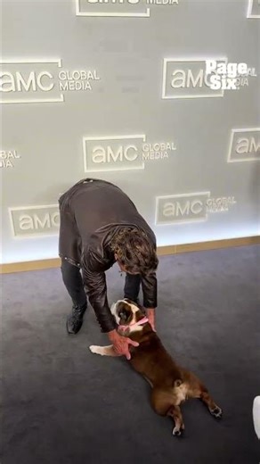 Dennis Quaid’s dog, Peaches, stealing the show at AMC’s Global Upfront #shorts