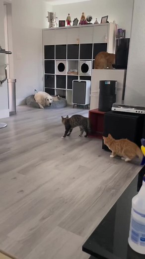 1.4M views · 10K reactions | let's talk | Meet my cat | Facebook