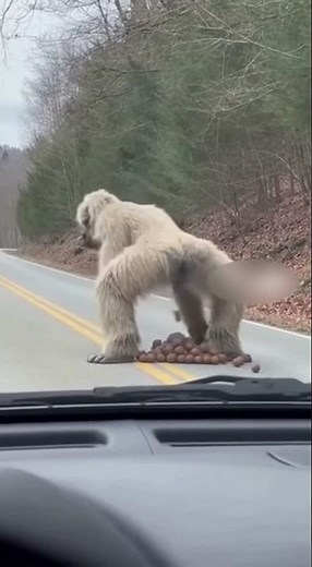 Is This The Funniest Bigfoot Sighting Ever?