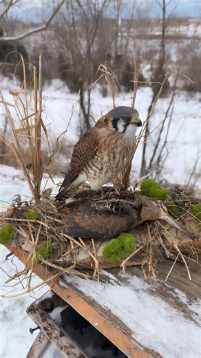 Caleb Wells - Bird Taxidermist | Chatham-Kent 🇨🇦 on Instagram: "Client let me have freedom with these two birds, kestrel ( with permit )female and woodcock harvested by hunter, very happy with this mount as it shows nature survival of the fittest and the colours of each bird nicely ! Enjoy! - — - - #upland #uplandgamebirds #waterfowltaxidermy #waterfowlhunting #duckhunting #waterfowl #taxidermy #ducktaxidermy #ducksunlimited #waterfowlphotography #waterfowlhunter #deltawaterfowl #birdsofinstag