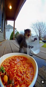 Squirrel vs. Spicy Noodles 🌶️🐿️ Hilarious Reaction Caught on Camera! 😂#FunnySquirrel #SpicyNoodles