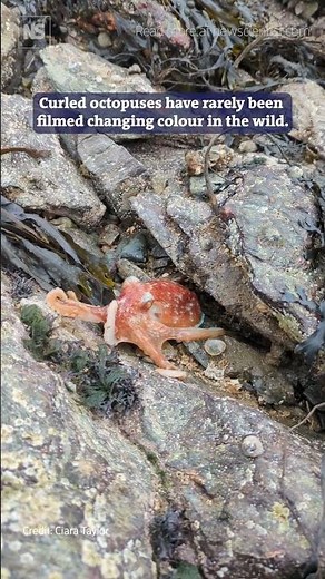Watch curled octopus change colour on Welsh beach