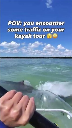 Thankfully neither or guide nor the dolphin was injured! What a wild encounter! #clearkayak