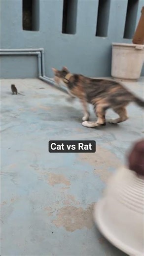 Cat vs Rat video
