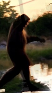 In a surprising turn of events, a family's dogs react with unusual excitement to a mysterious Bigfoot sighting near their home in Williamson County, Texas. | Bigfoot Evidence