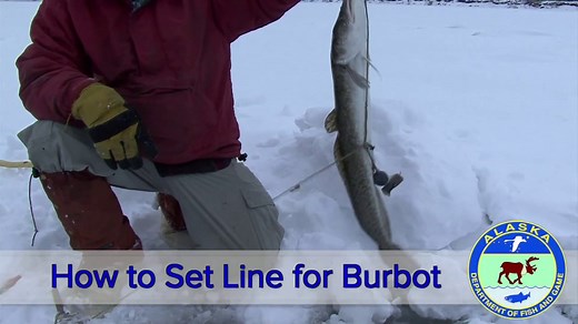 How to Set Line for Burbot