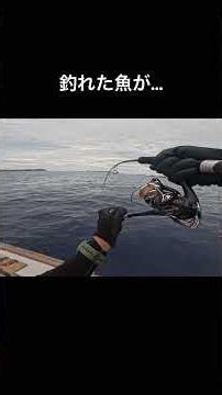 My catch gets eaten immediately... #Ogasawara #fishing #jigging #fishing